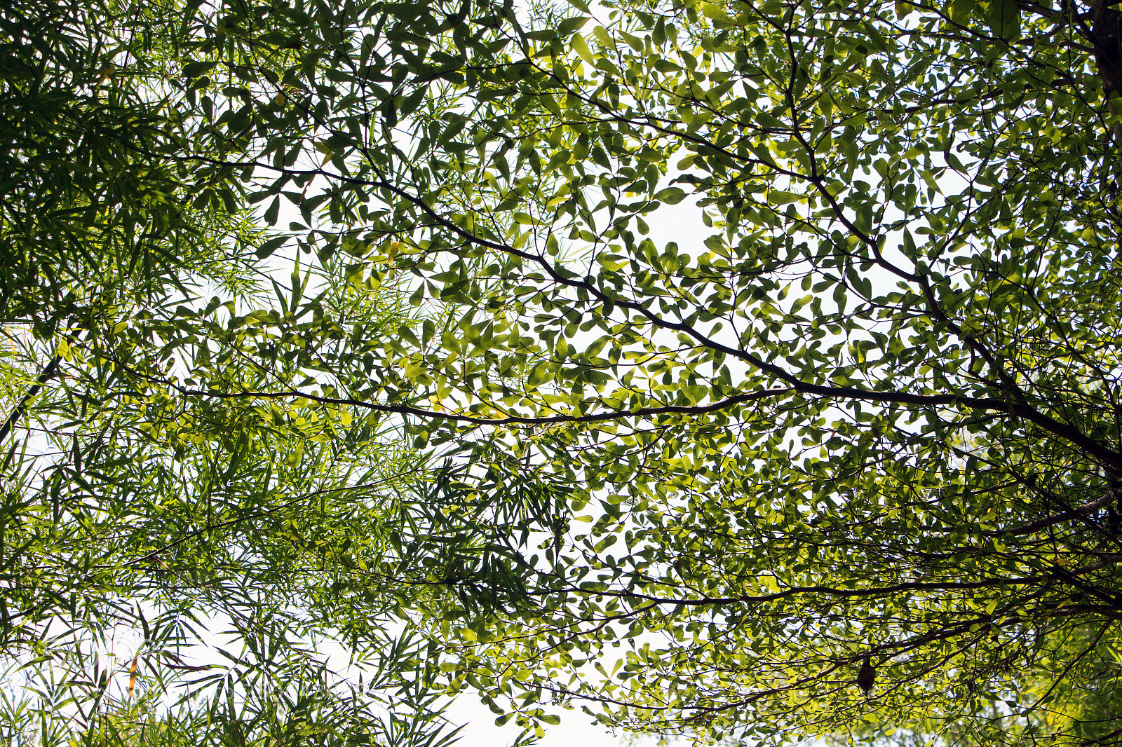 Canon EOS 700D (EOS Rebel T5i / EOS Kiss X7i) sample photo. Leaves and branches photography