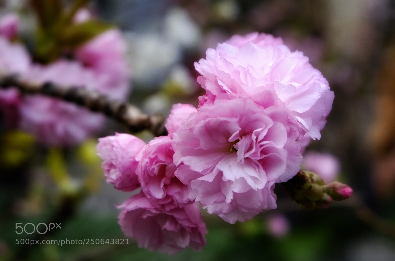 Fujifilm X-E1 sample photo. Spring photography