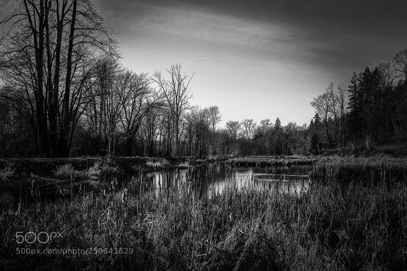 Canon EOS M5 sample photo. The pond 3 black photography