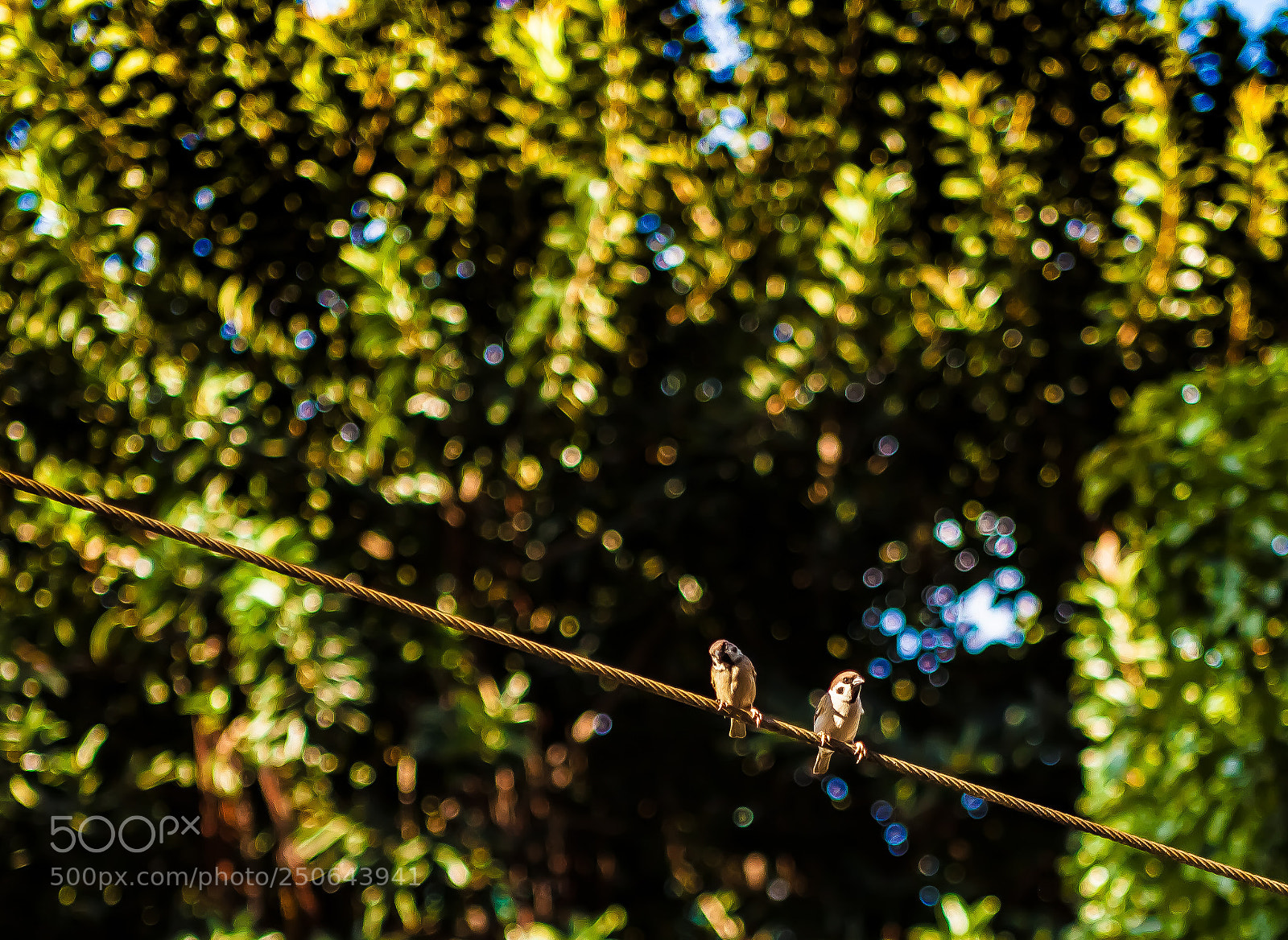 Canon EOS 5D Mark II sample photo. Hey, i am looking photography