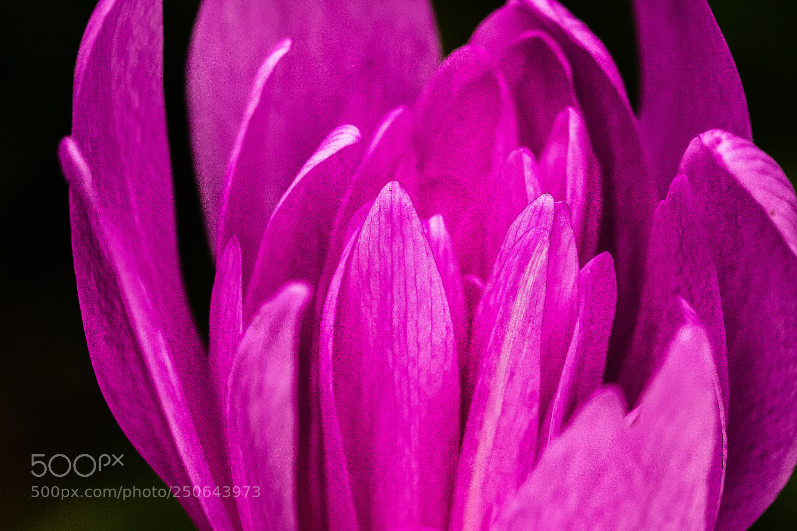 Canon EOS 60D sample photo. Colchicum 'waterlily' photography