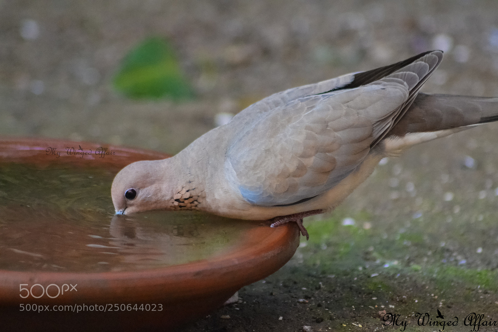 Nikon D3100 sample photo. Laughing dove photography