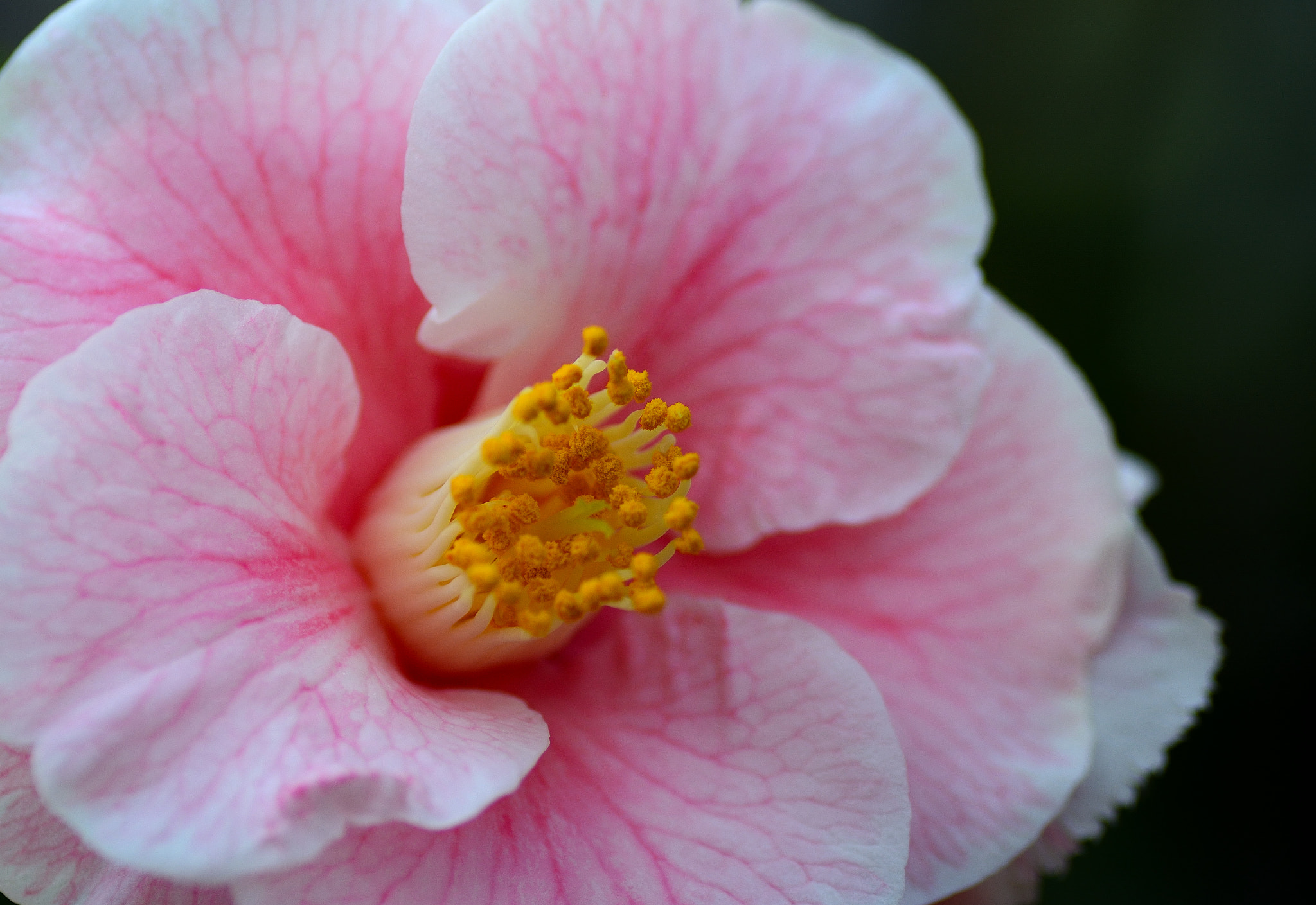 Nikon D7100 sample photo. Camellia photography