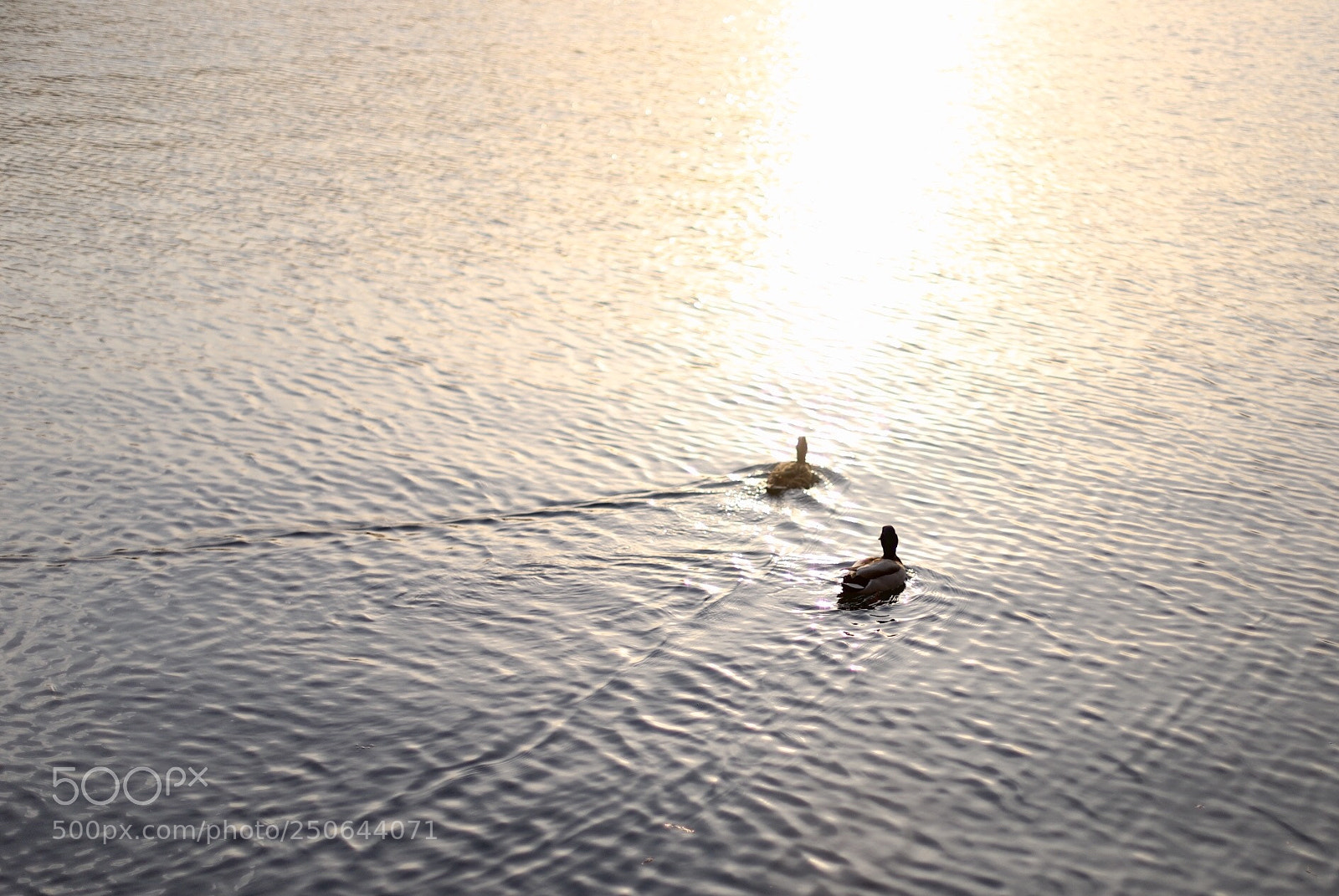 Canon EOS 6D Mark II sample photo. Peking duck,when they're alive photography