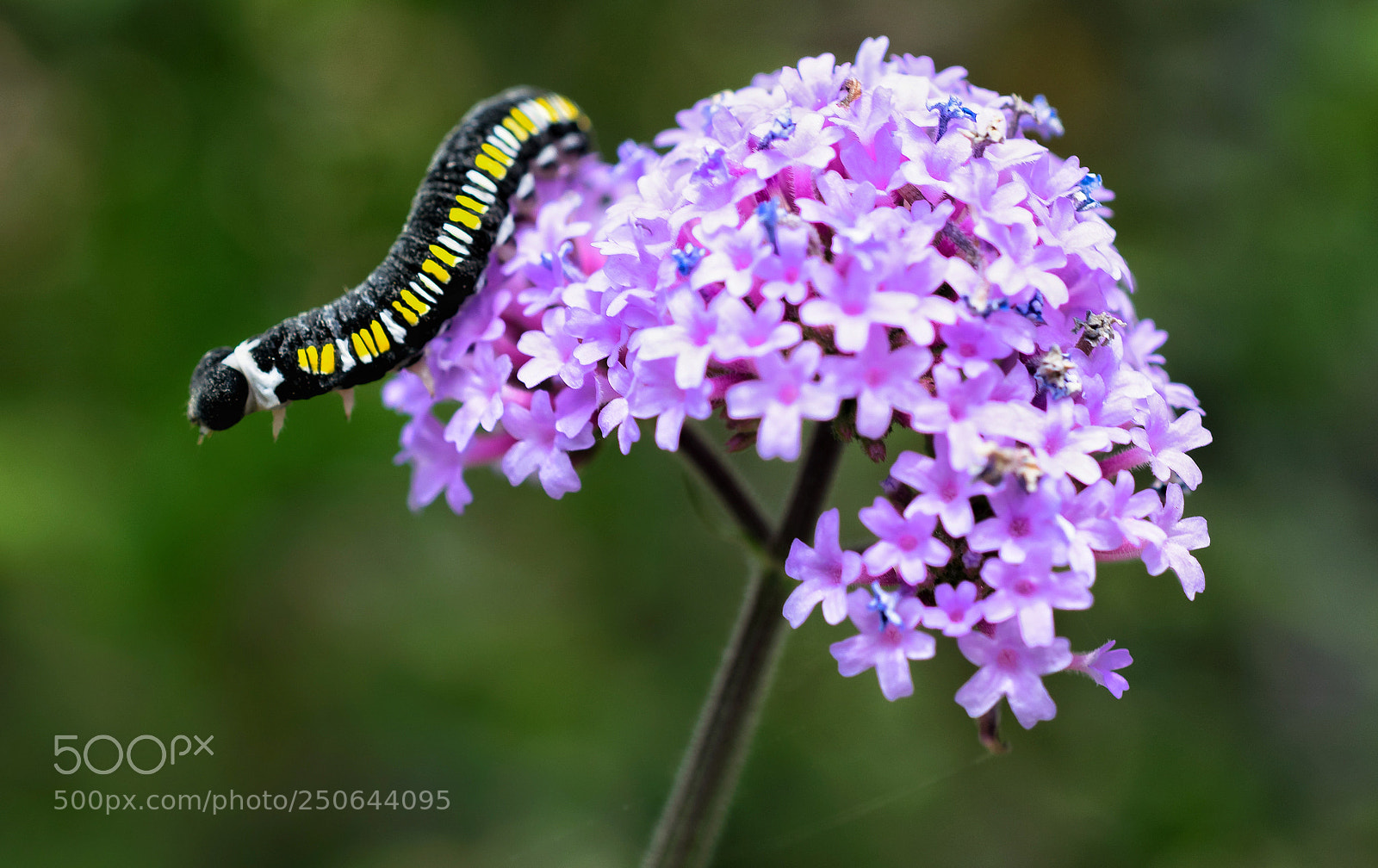 Nikon D5300 sample photo. Hungry caterpillar photography