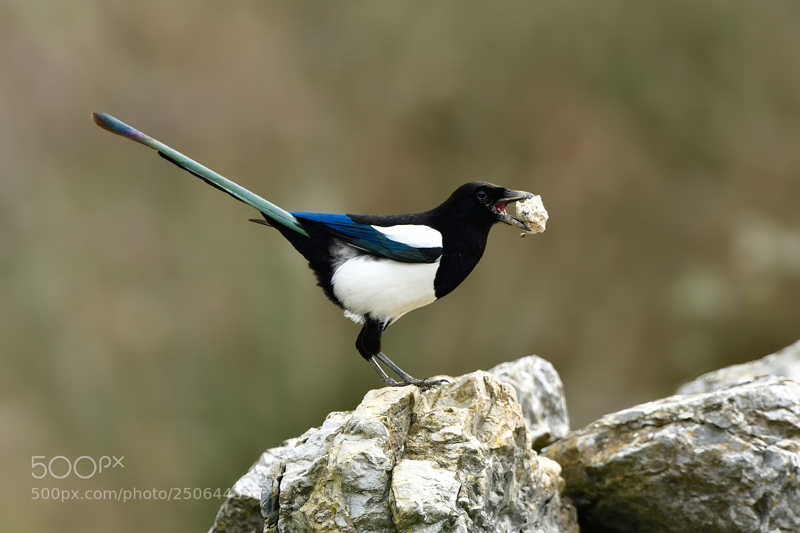 Nikon D500 sample photo. Eurasian magpie/pica pica photography