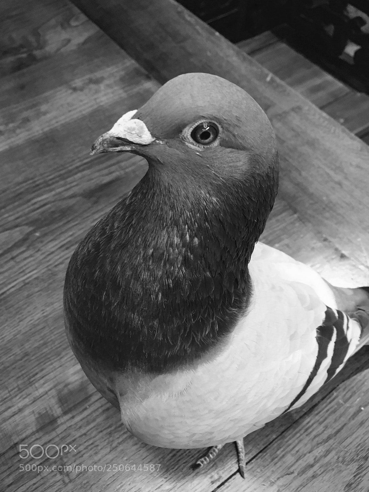 Apple iPhone SE sample photo. A pigeon photography