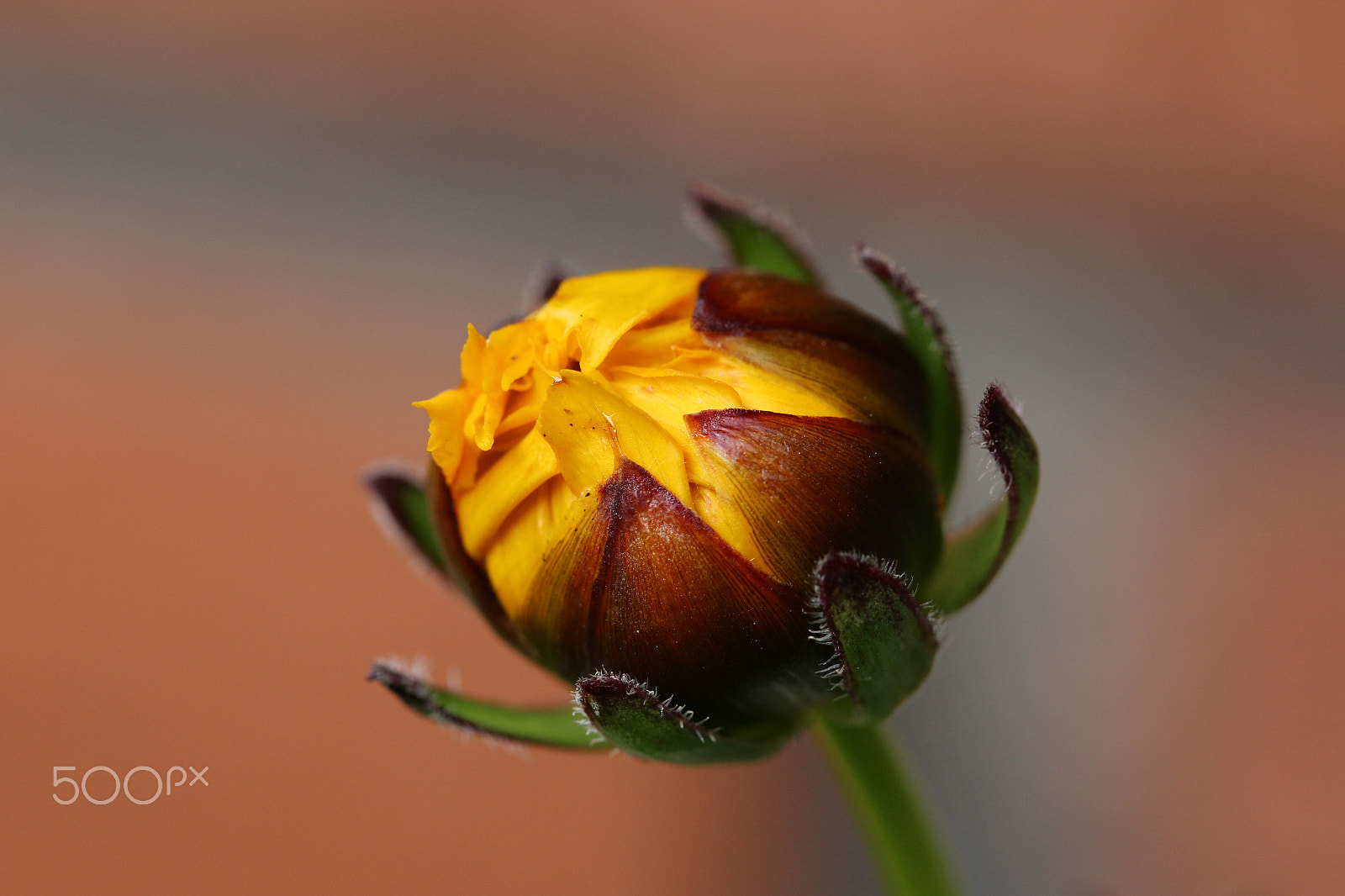 Canon EF 100mm F2.8L Macro IS USM sample photo. Summer mood photography