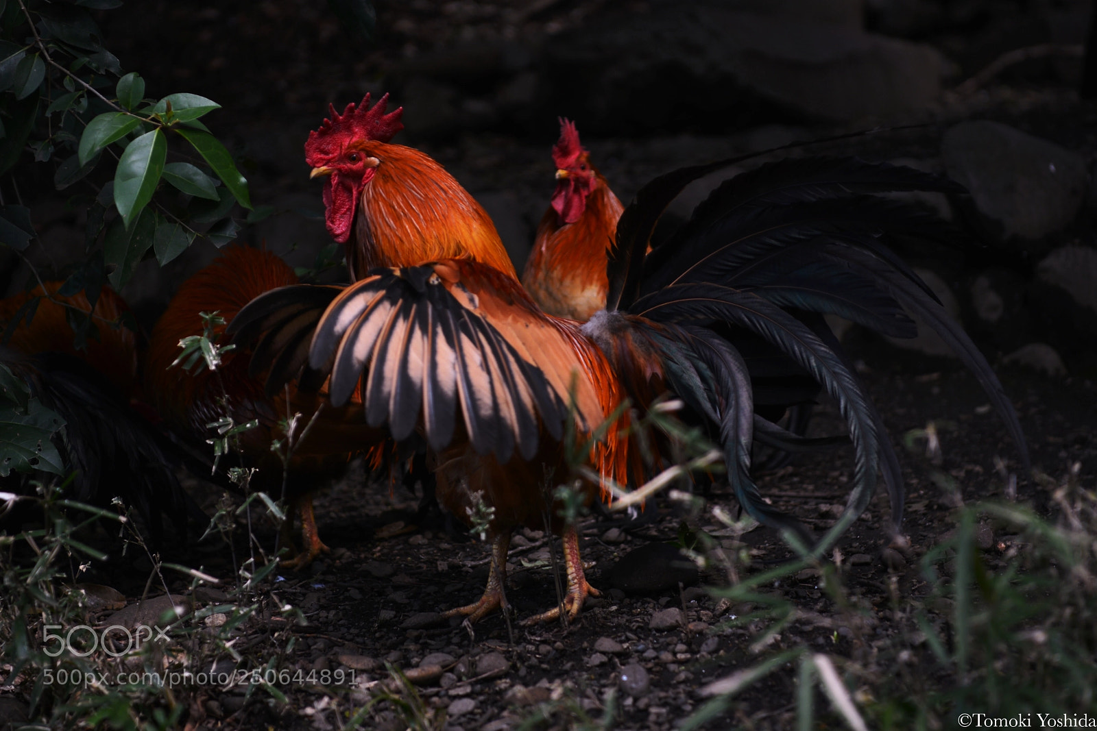 Nikon D600 sample photo. Untitled photography