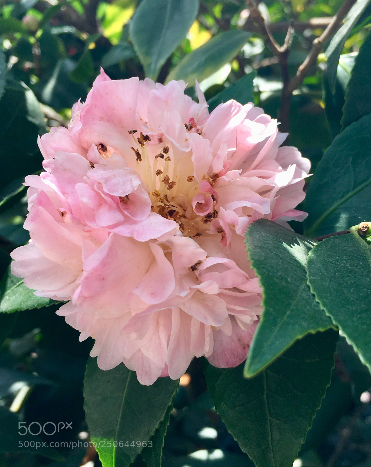 Apple iPhone 6s Plus sample photo. Untitled photography