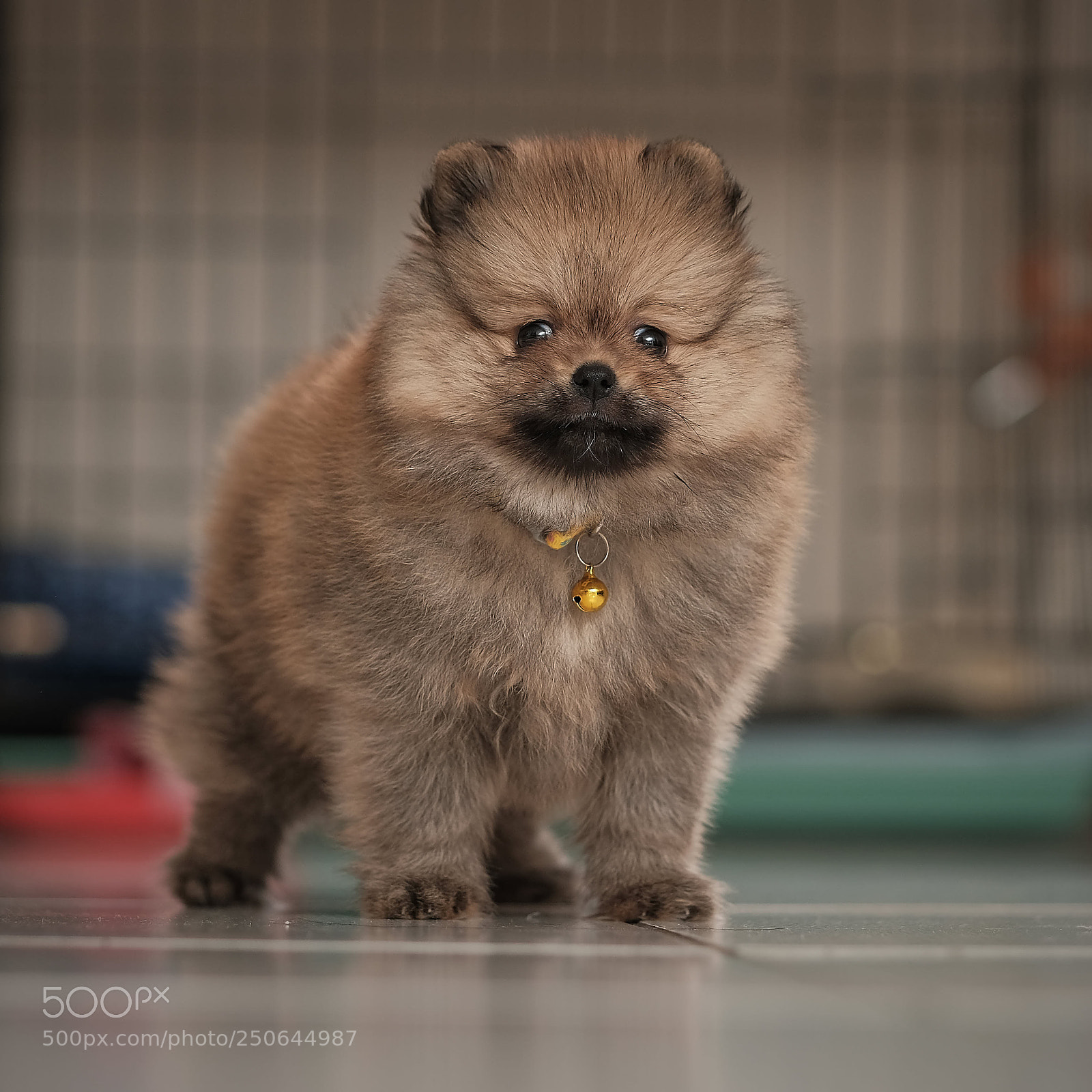 Fujifilm X-T20 sample photo. Pomeranian photography