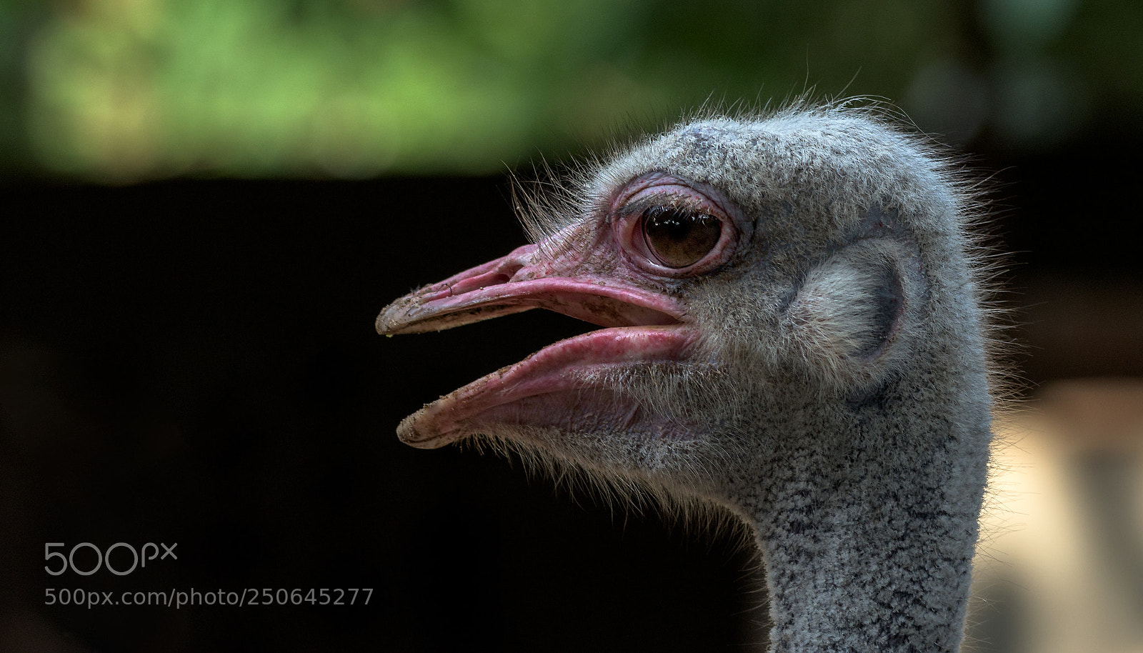 Nikon D810 sample photo. Ostrich photography
