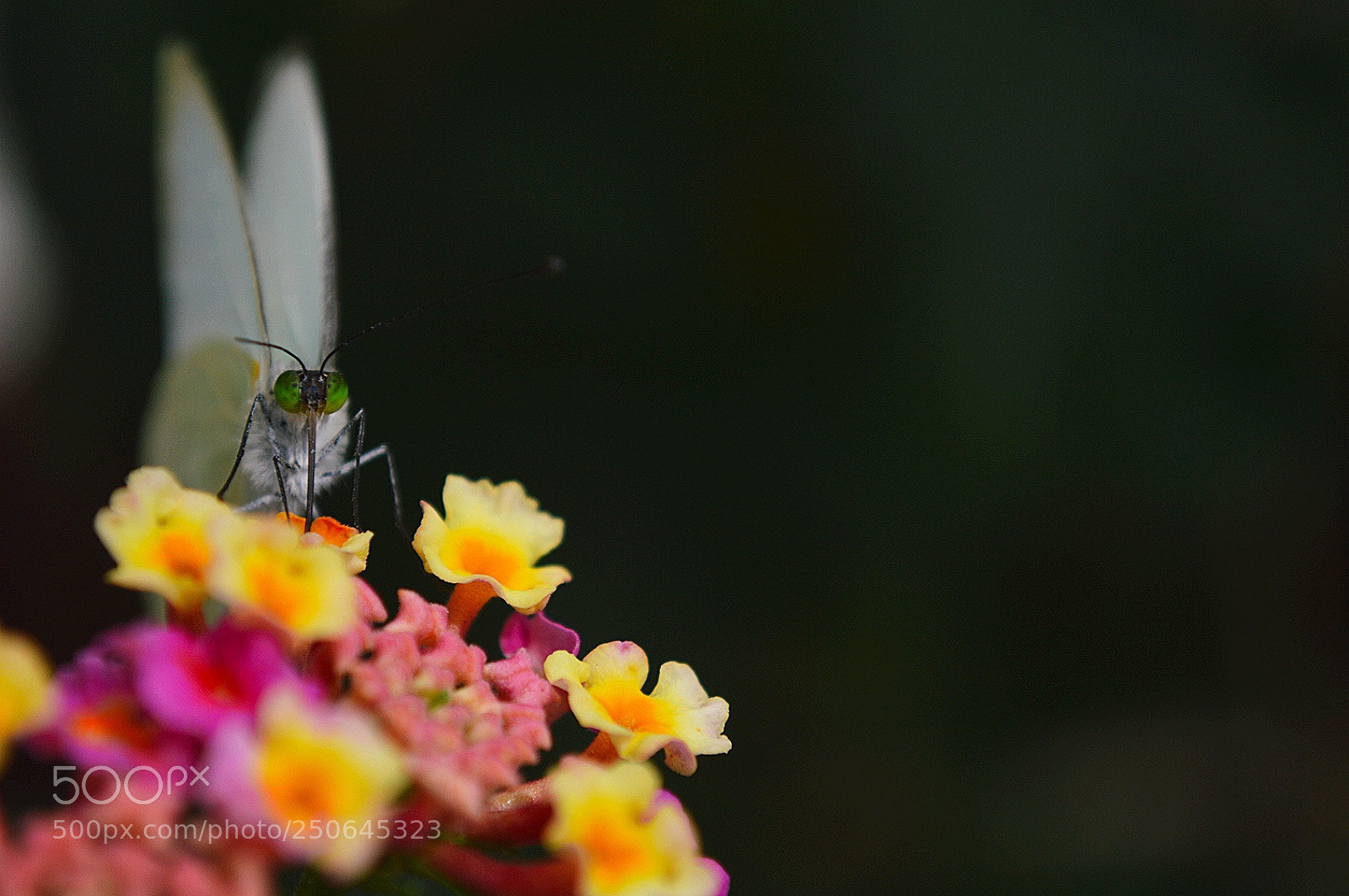 Nikon D3200 sample photo. Untitled photography