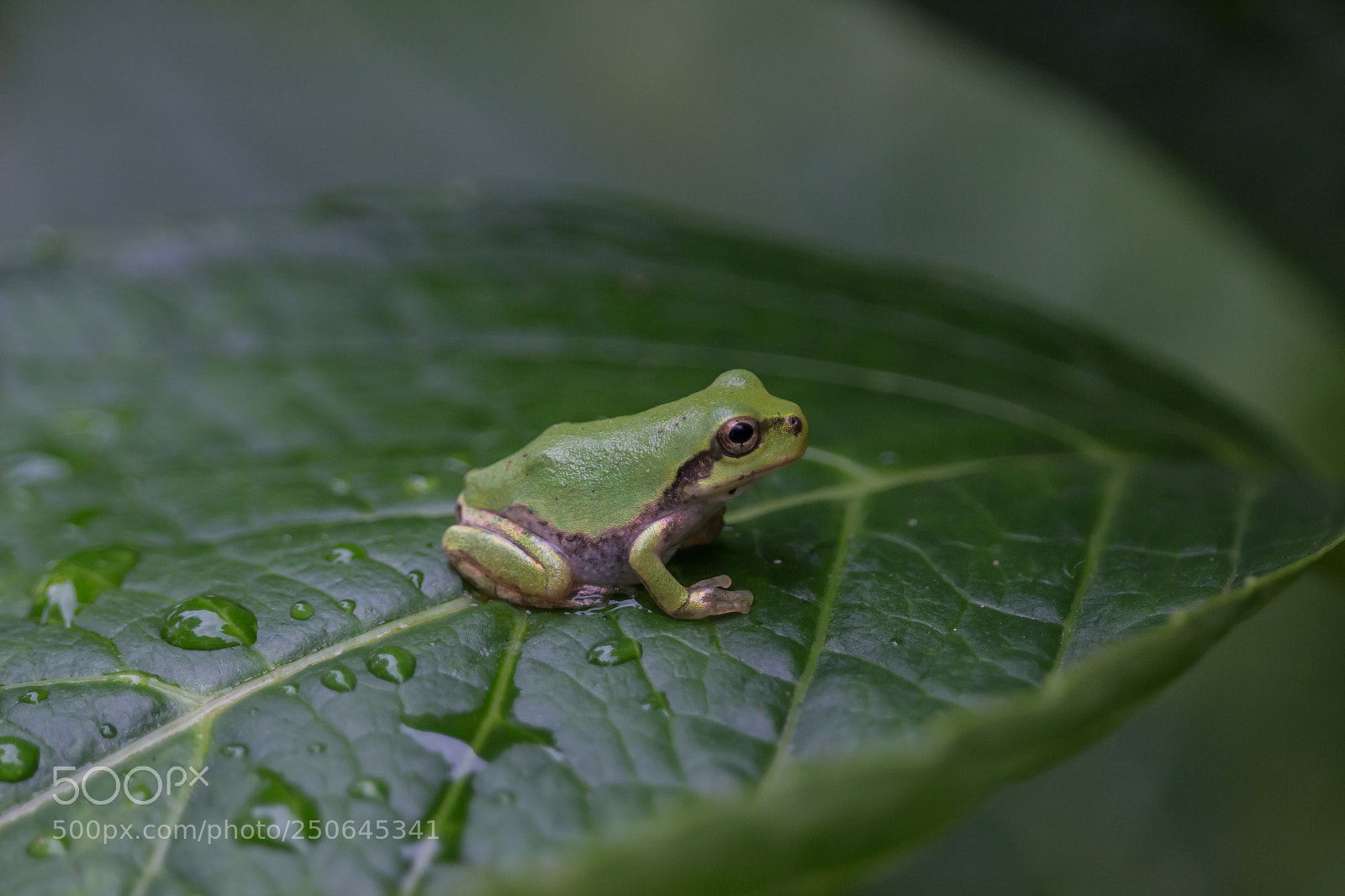 Canon EOS 700D (EOS Rebel T5i / EOS Kiss X7i) sample photo. Little buddy photography