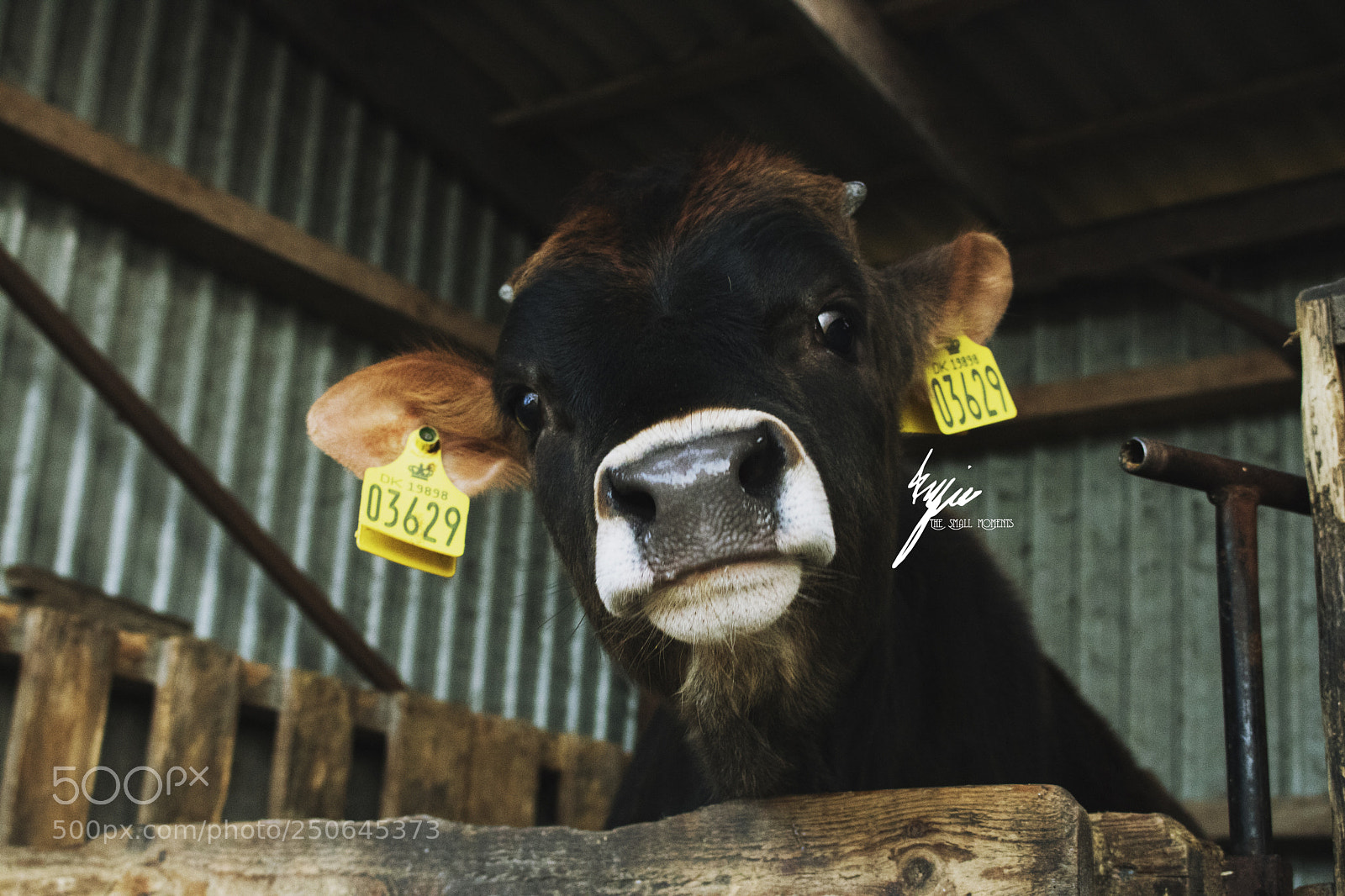 Canon EOS 750D (EOS Rebel T6i / EOS Kiss X8i) sample photo. The little bull photography