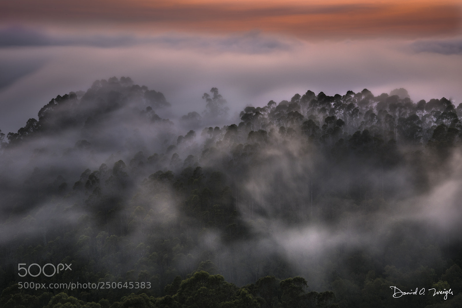 Nikon D810 sample photo. Summer fog photography