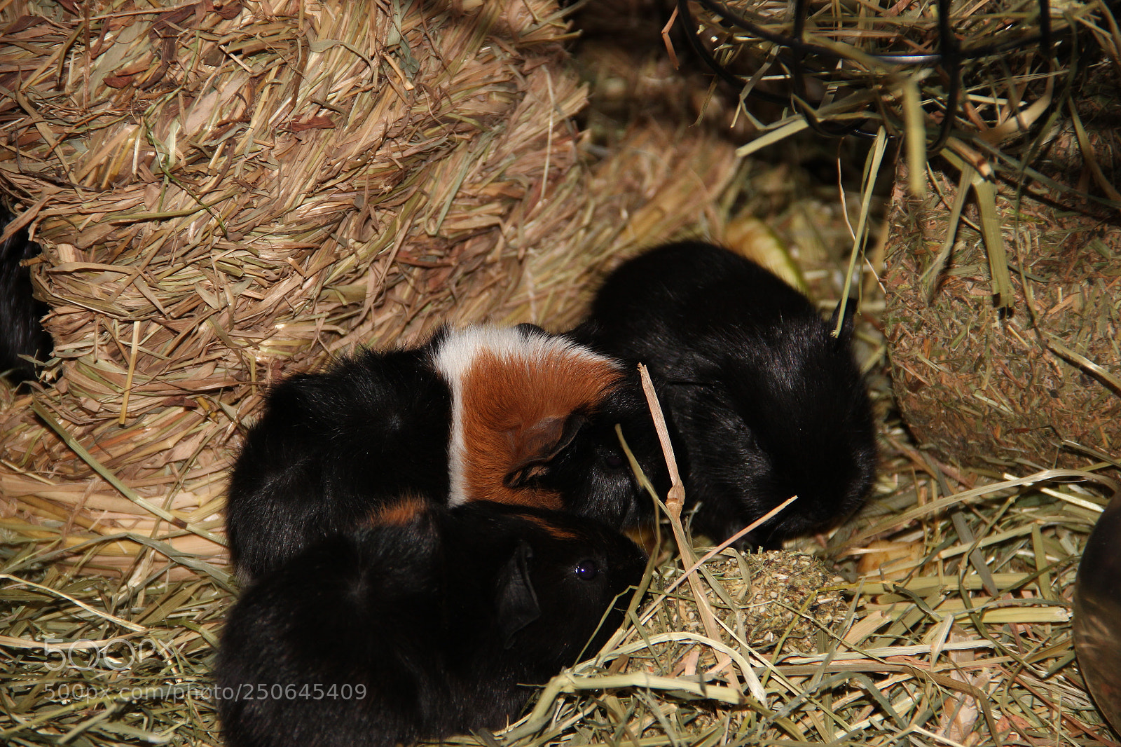 Canon EF-S 18-135mm F3.5-5.6 IS sample photo. Sleep photography