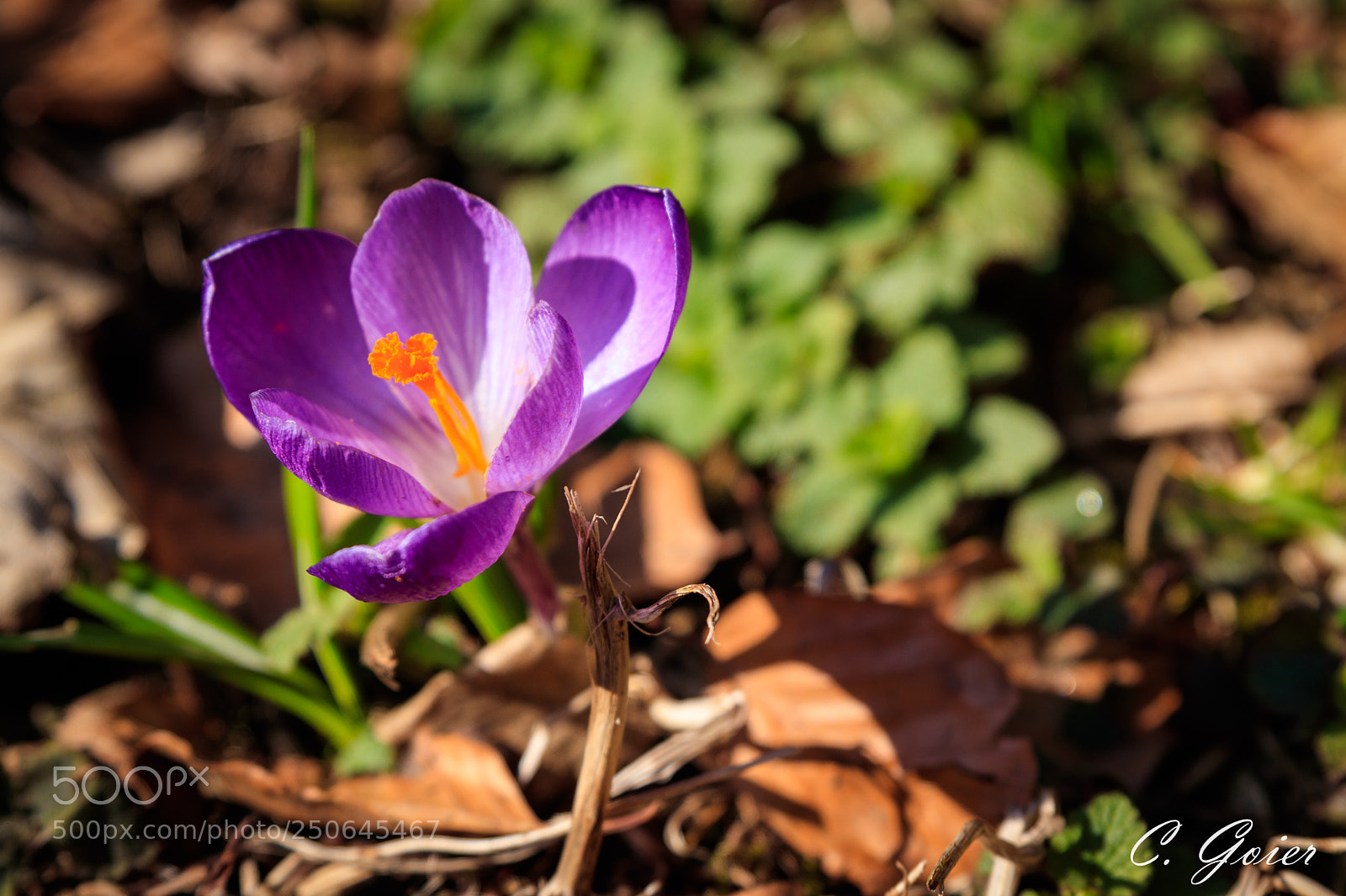 Canon EOS 77D (EOS 9000D / EOS 770D) sample photo. Crocus photography