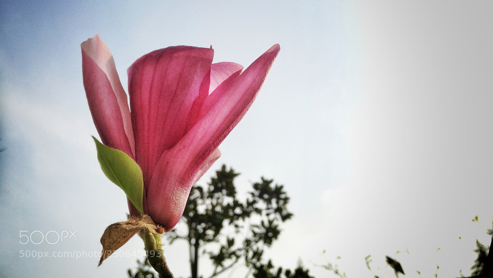 HUAWEI Mate 8 sample photo. Spring is coming photography