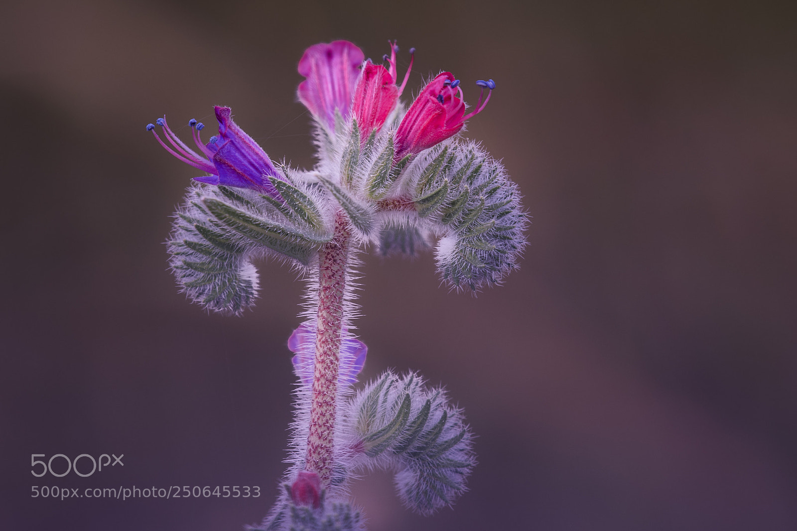 Nikon D500 sample photo. Echium photography
