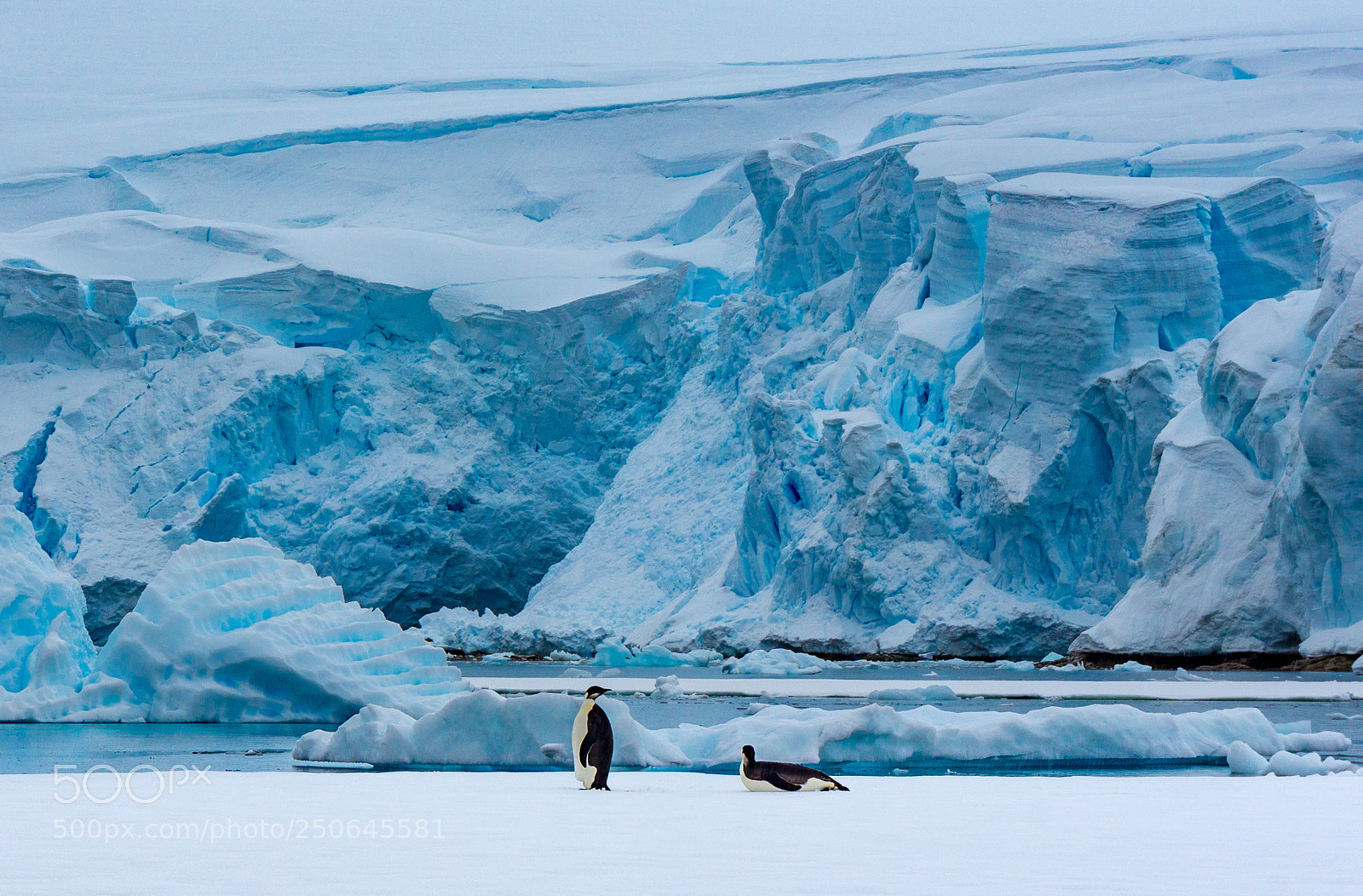 Sony a5100 sample photo. King penguins standing on photography