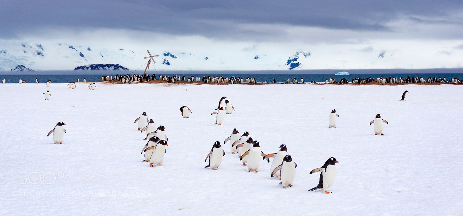 Sony a5100 sample photo. Penguins marching on half photography