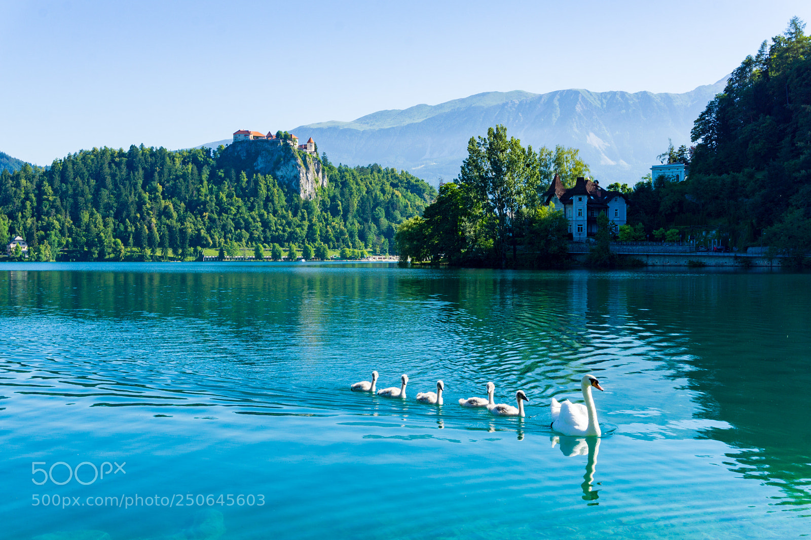 Sony a5100 sample photo. Geese swimming at lake photography