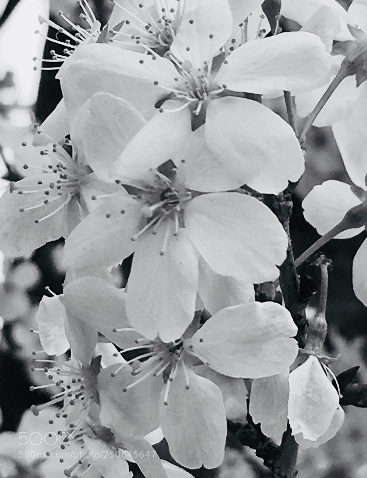 Apple iPhone 6s Plus sample photo. Untitled photography