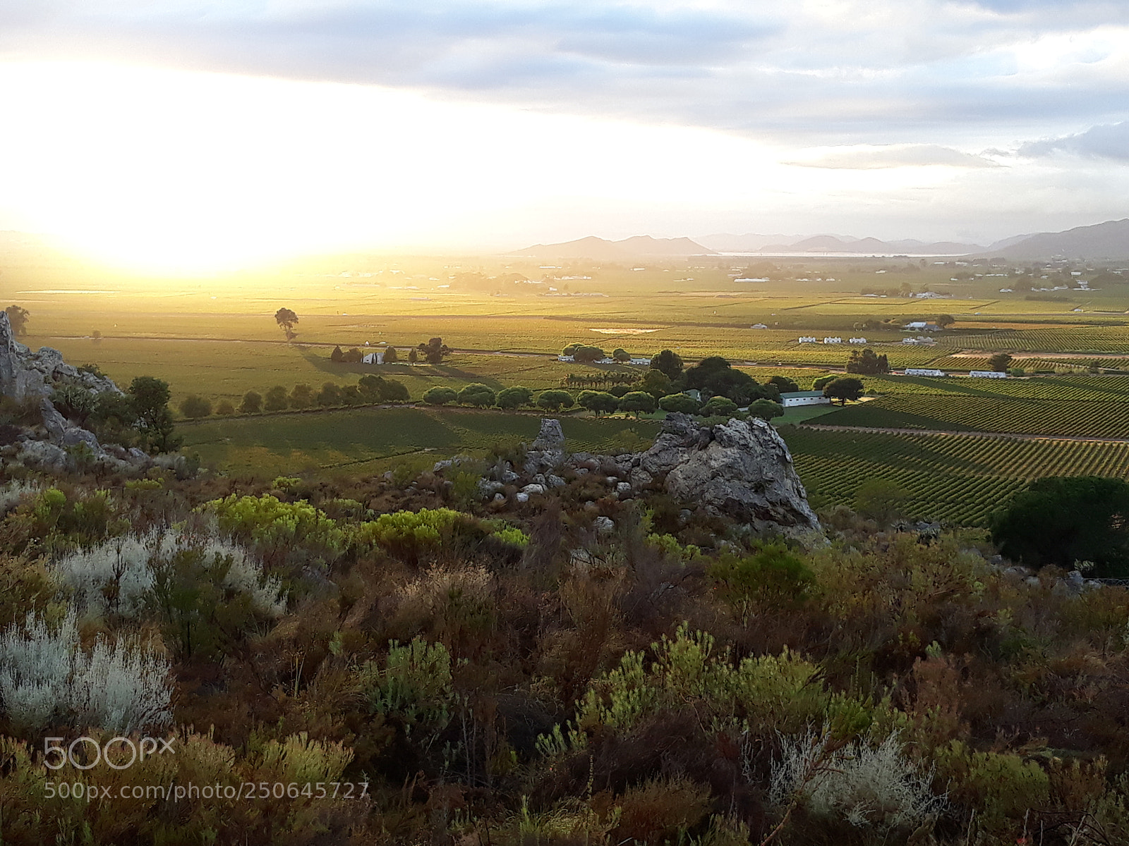 Samsung Galaxy J5 sample photo. Sunkissed vineyards photography