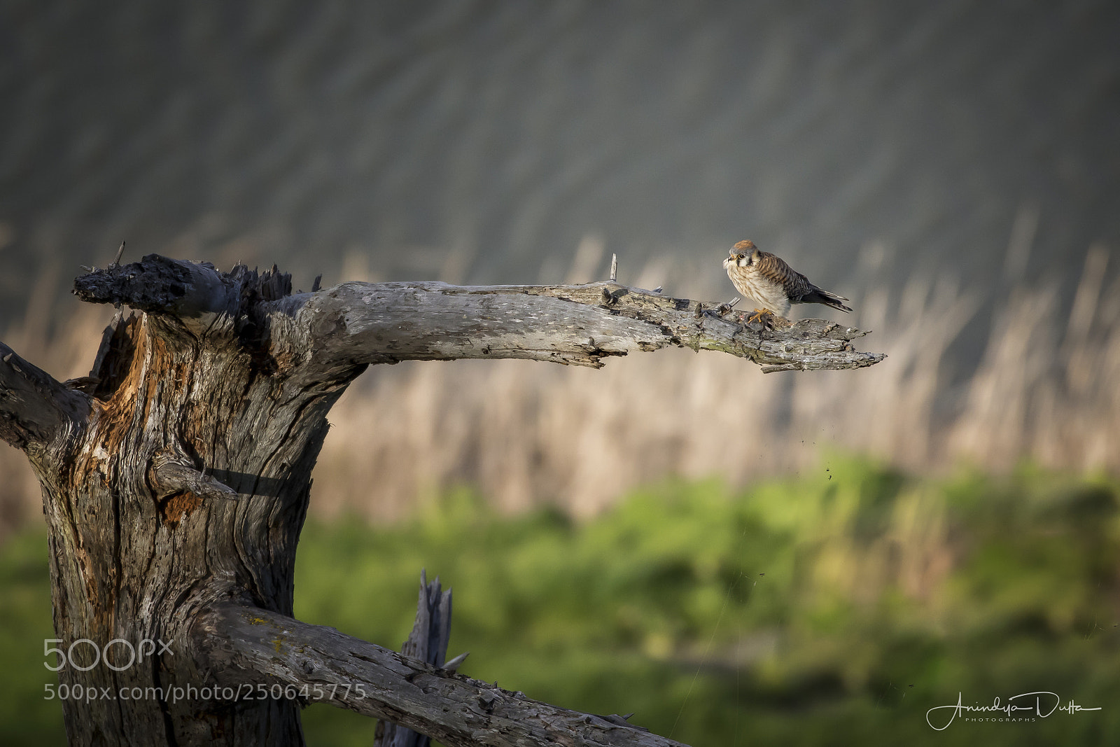 Canon EOS 7D Mark II sample photo. Kestrel photography