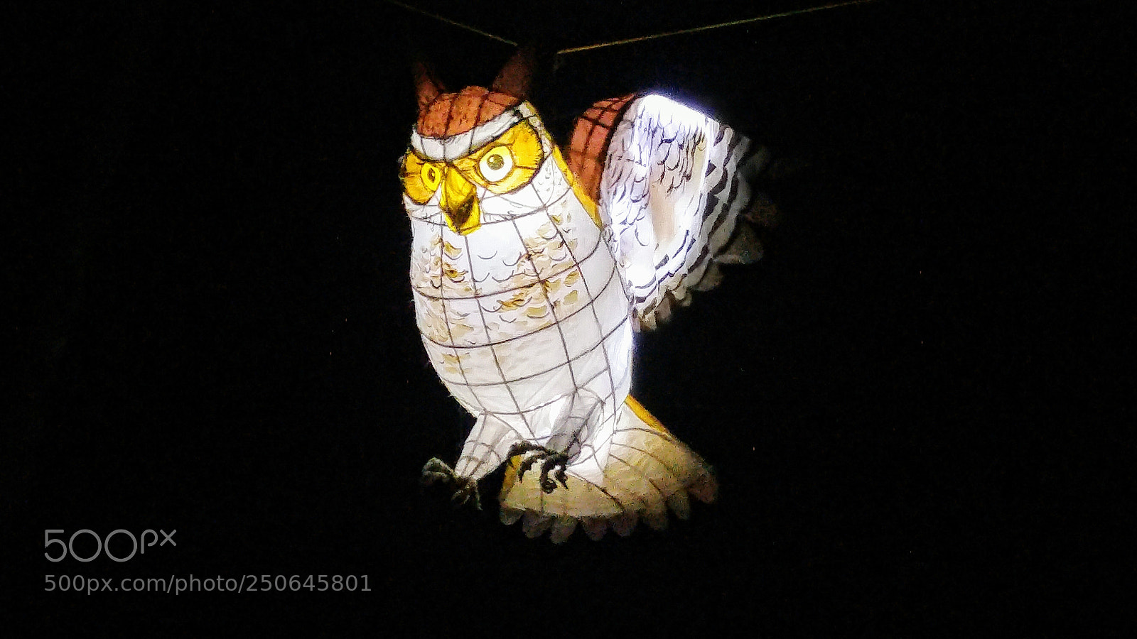 LG G4 sample photo. Night owl photography