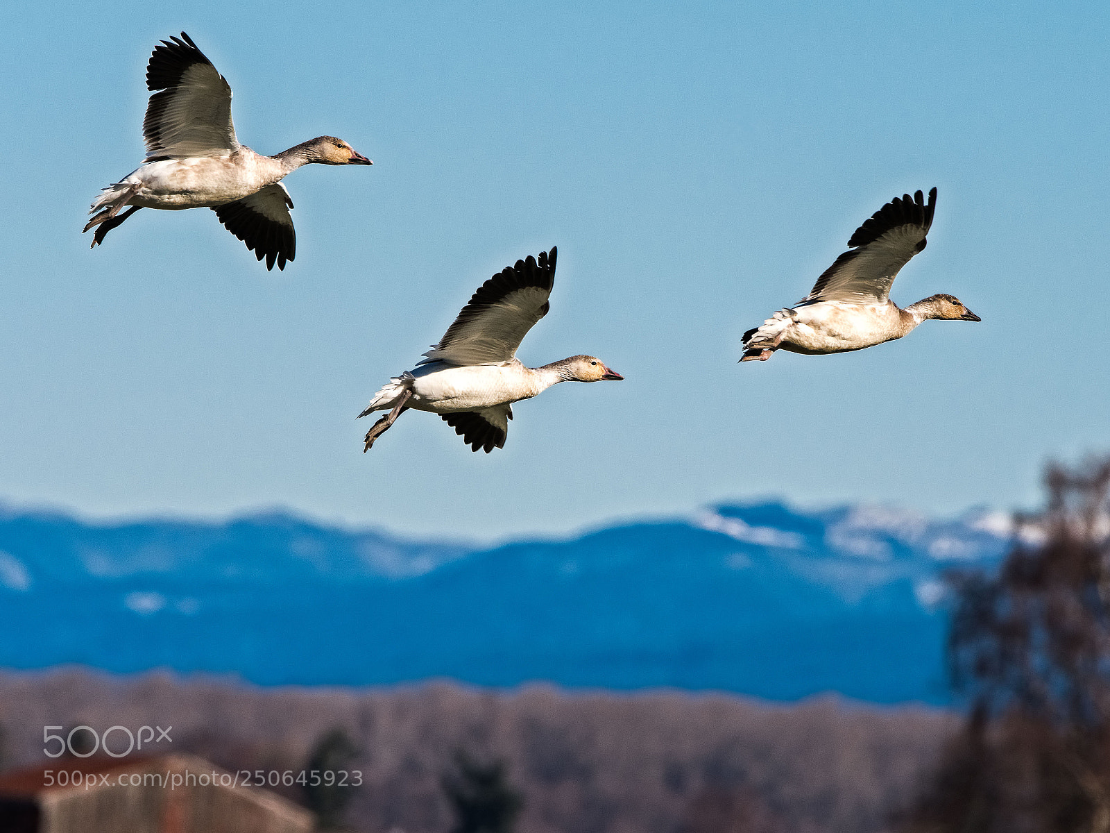 Nikon D500 sample photo. Snow geese flying by photography