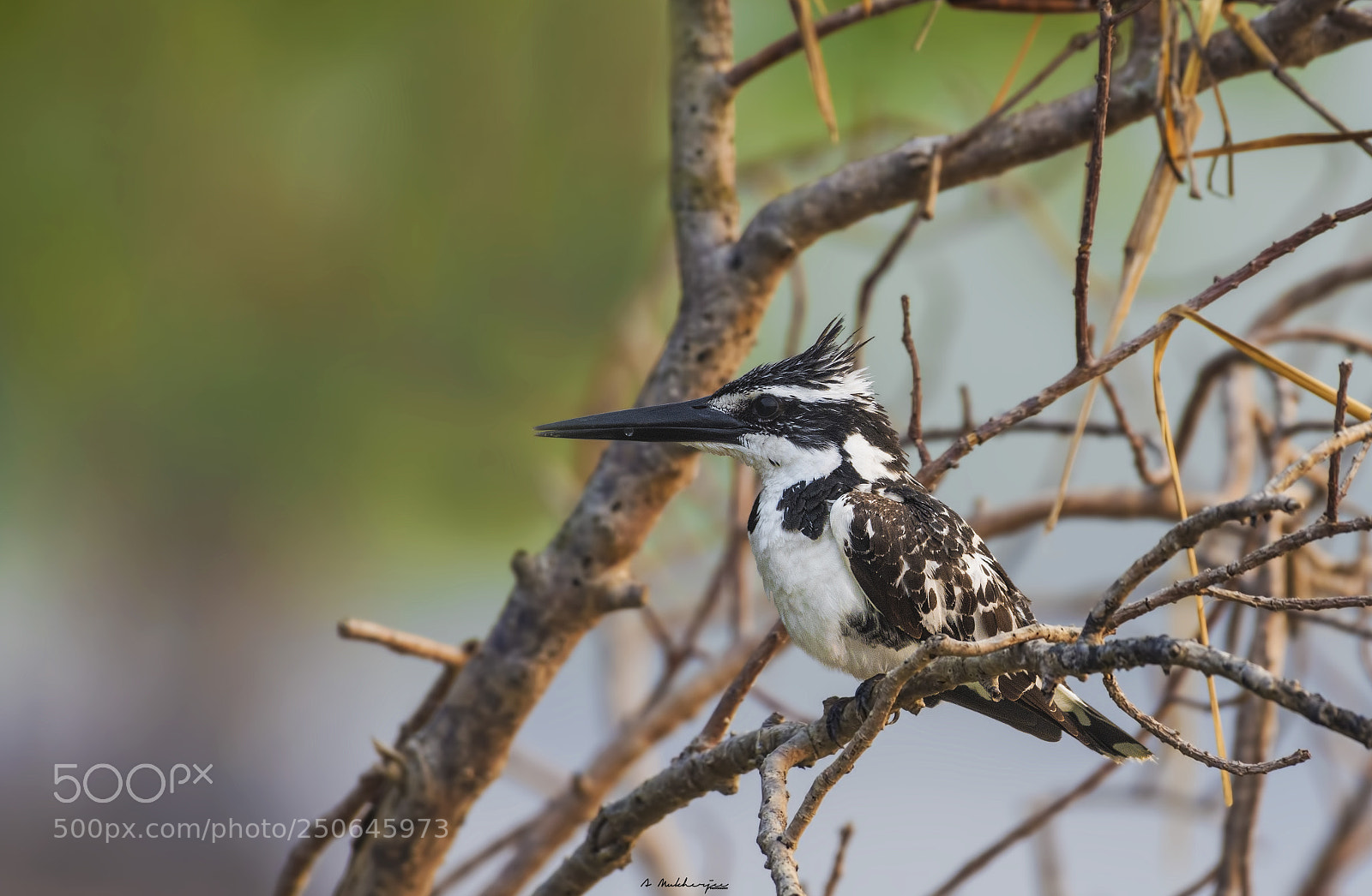 Nikon D7200 sample photo. Pied kingfisher photography