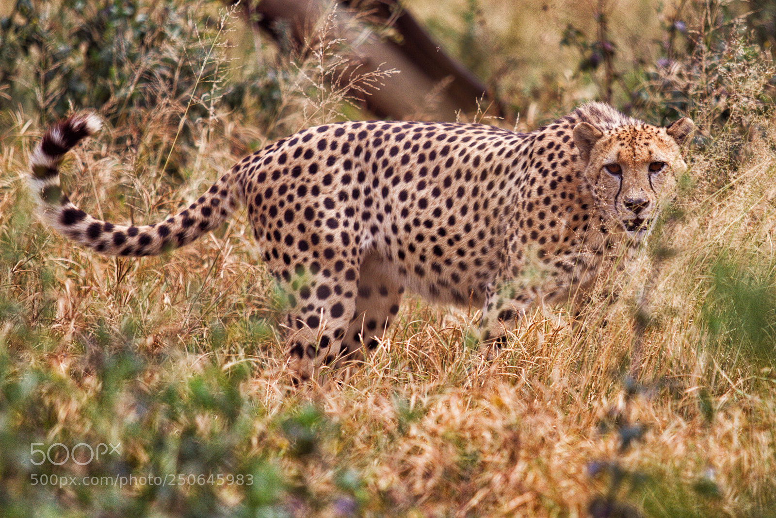 Canon EOS 7D sample photo. Cheetah photography