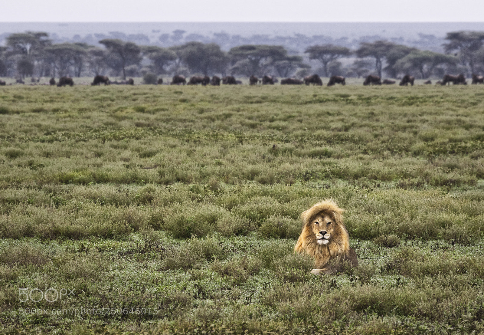 Canon EOS 7D Mark II sample photo. My kingdom photography