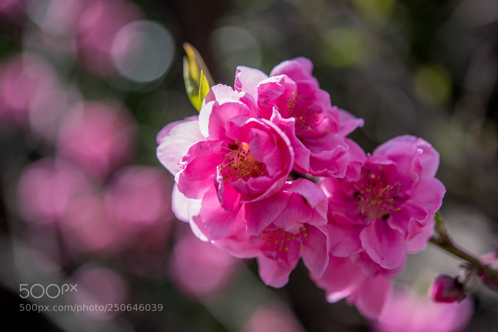 Nikon D810 sample photo. Pink, spring color photography