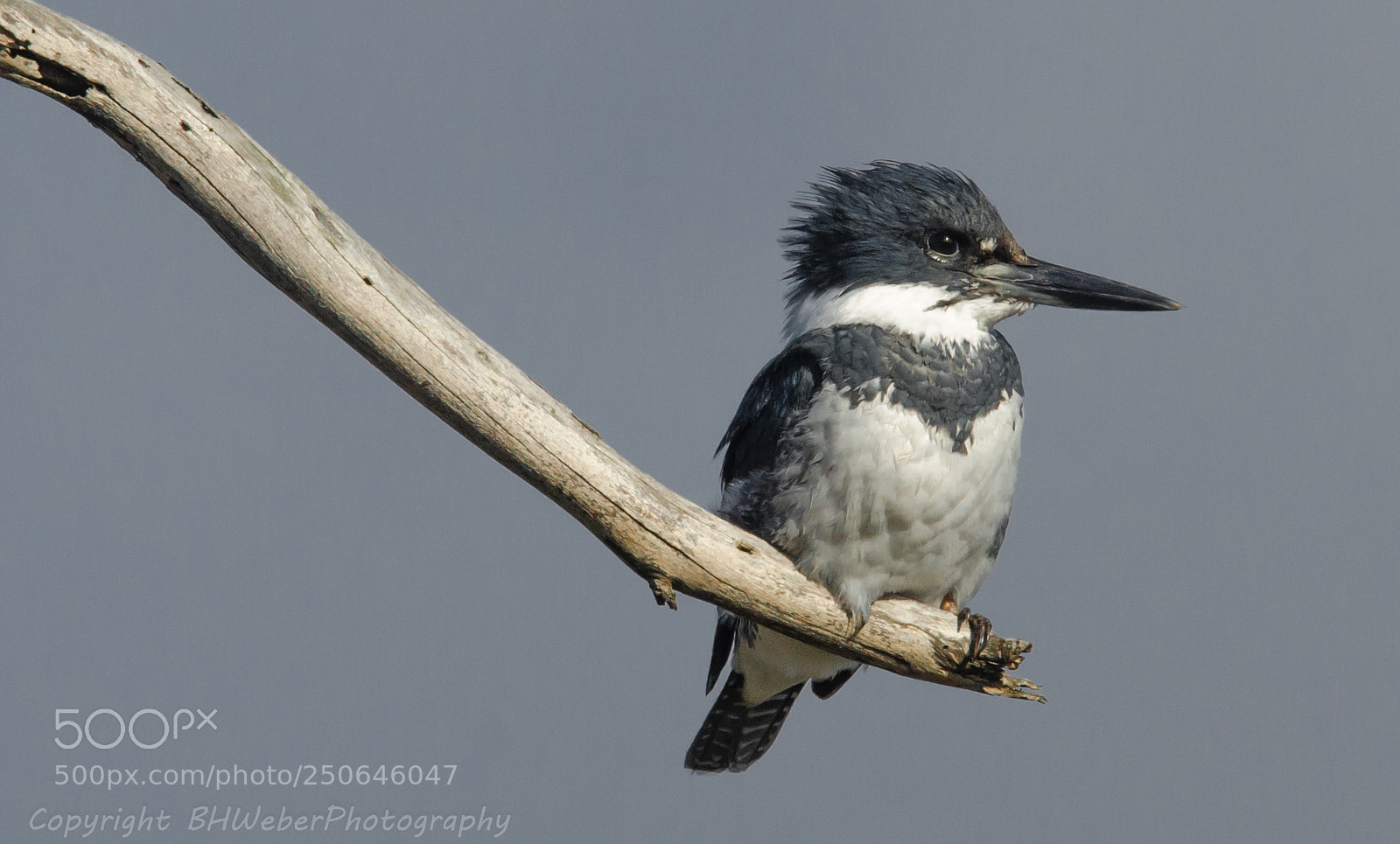 Nikon D7000 sample photo. Belted kingfisher photography