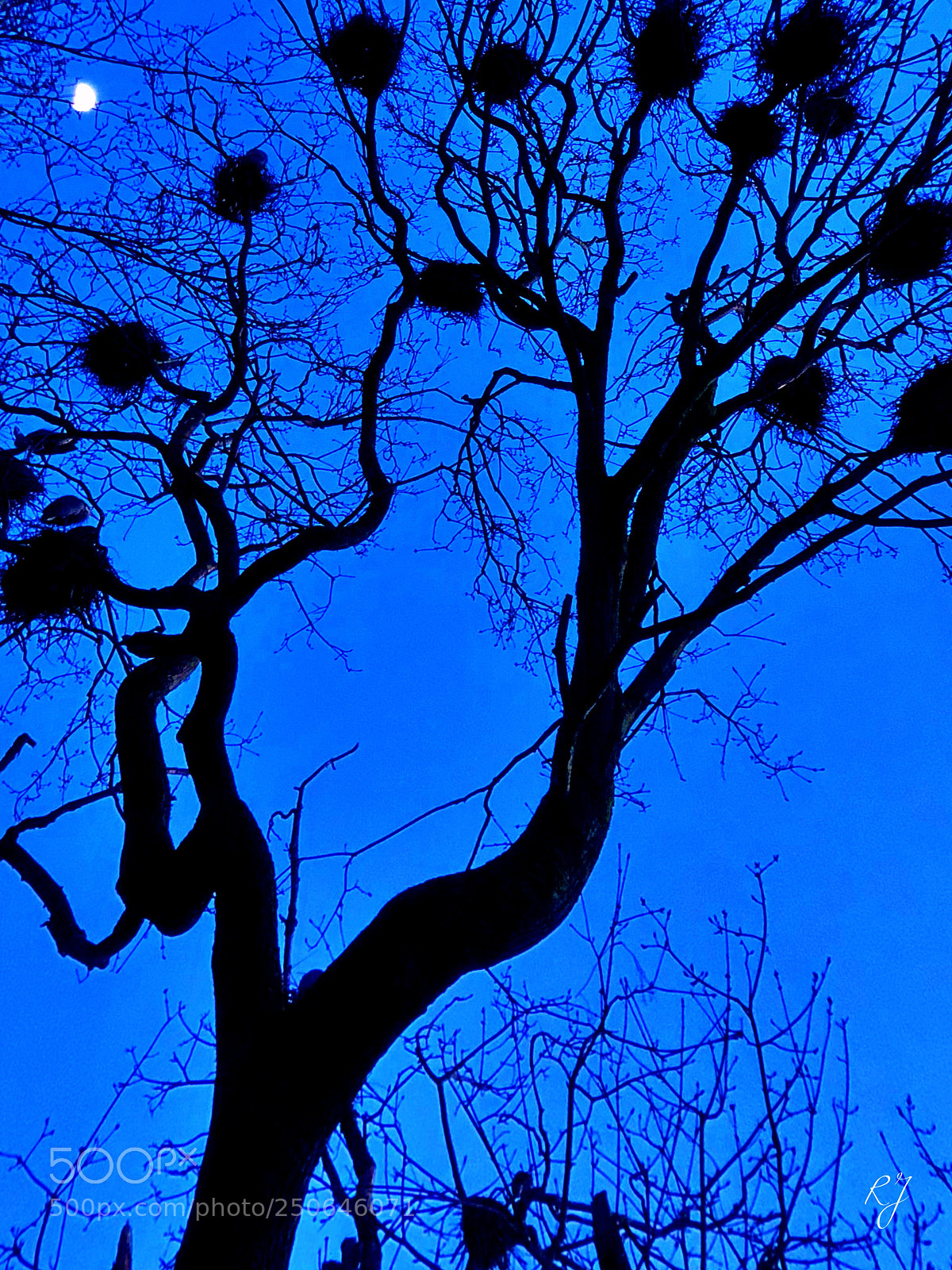 Apple iPhone X sample photo. Blue moon, we are photography