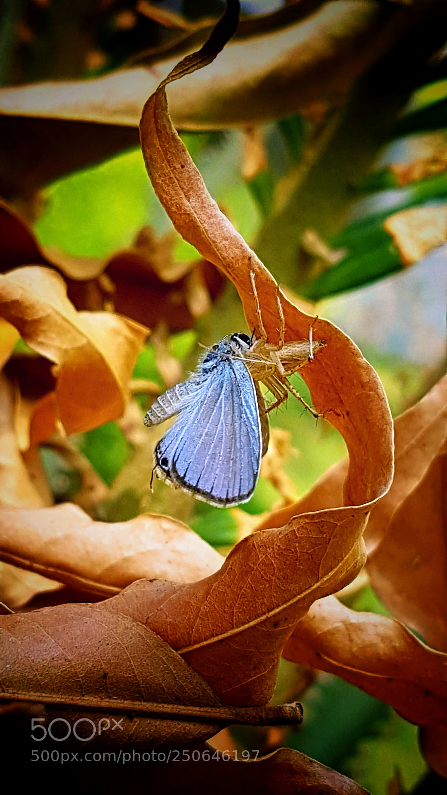 Samsung Galaxy S7 sample photo. Hunting photography