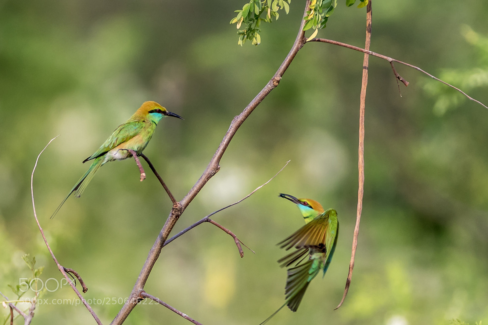 Canon EOS 7D Mark II sample photo. Pranburi thailand photography