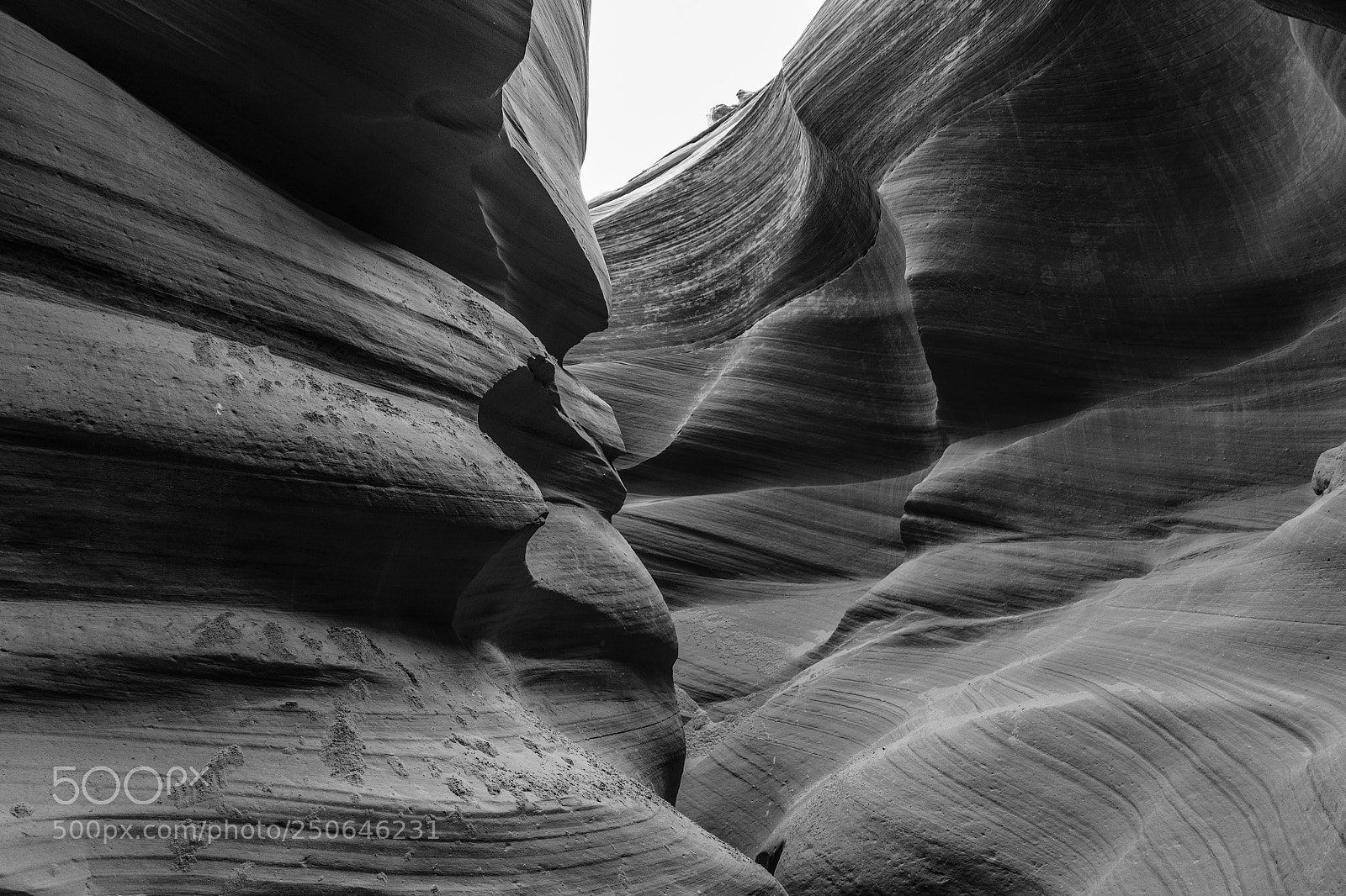 Canon EOS 7D Mark II sample photo. Antbw photography