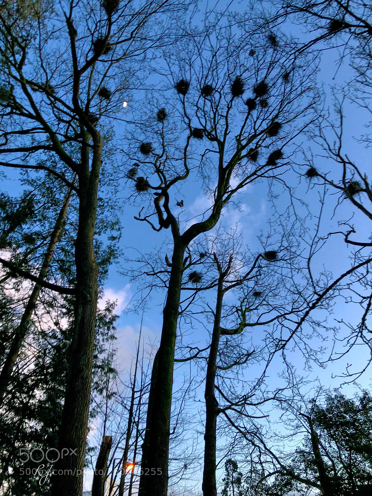 Apple iPhone X sample photo. Blue moon photography