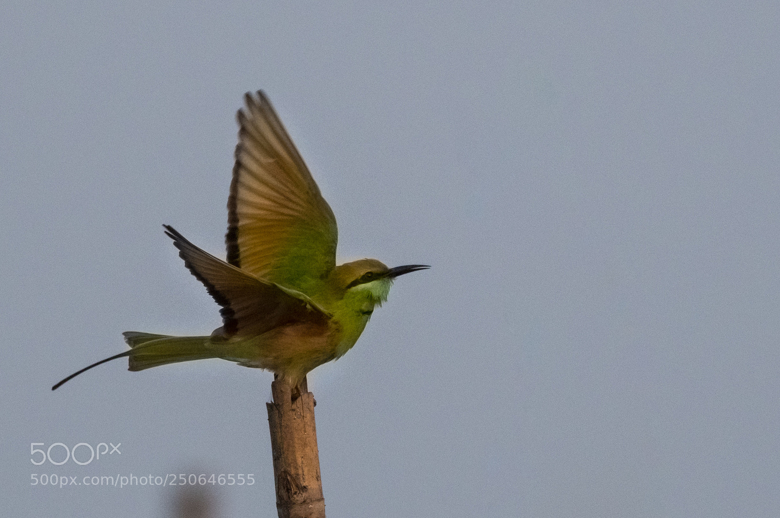 Nikon D500 sample photo. Green bee-eater photography