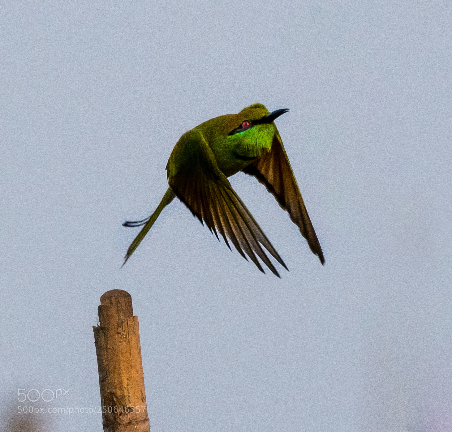 Nikon D500 sample photo. Green bee-eater photography