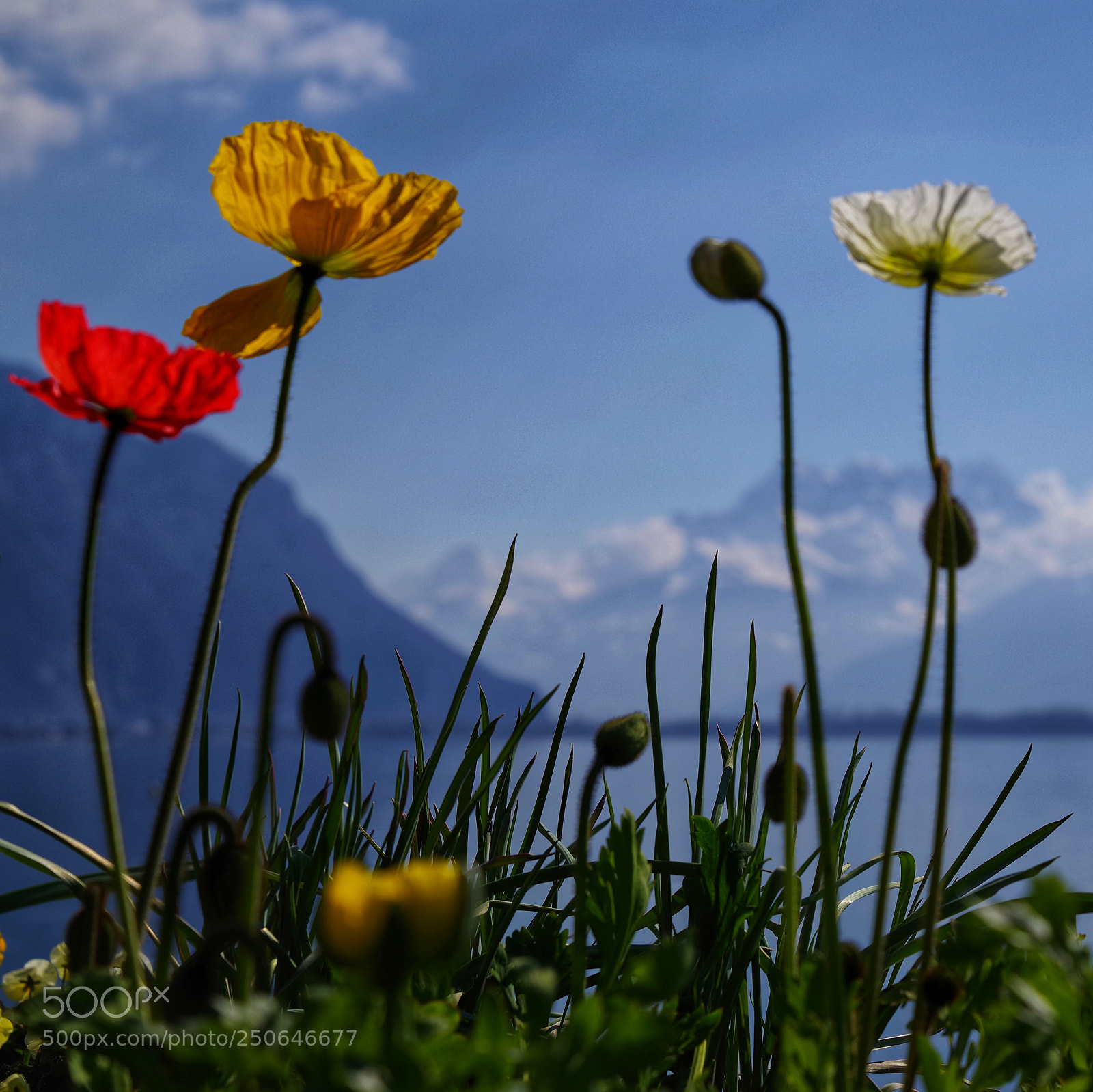 Pentax K-1 sample photo. Montreux photography