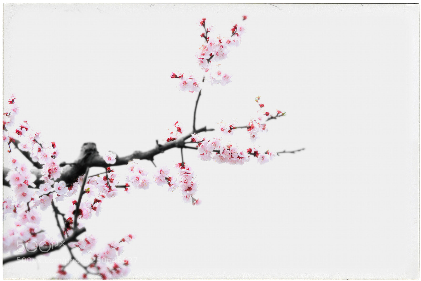 Nikon D800 sample photo. Untitled photography