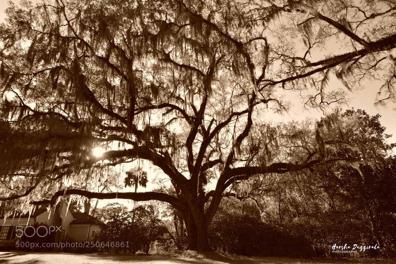 Nikon D5200 sample photo. Maclay gardens photography