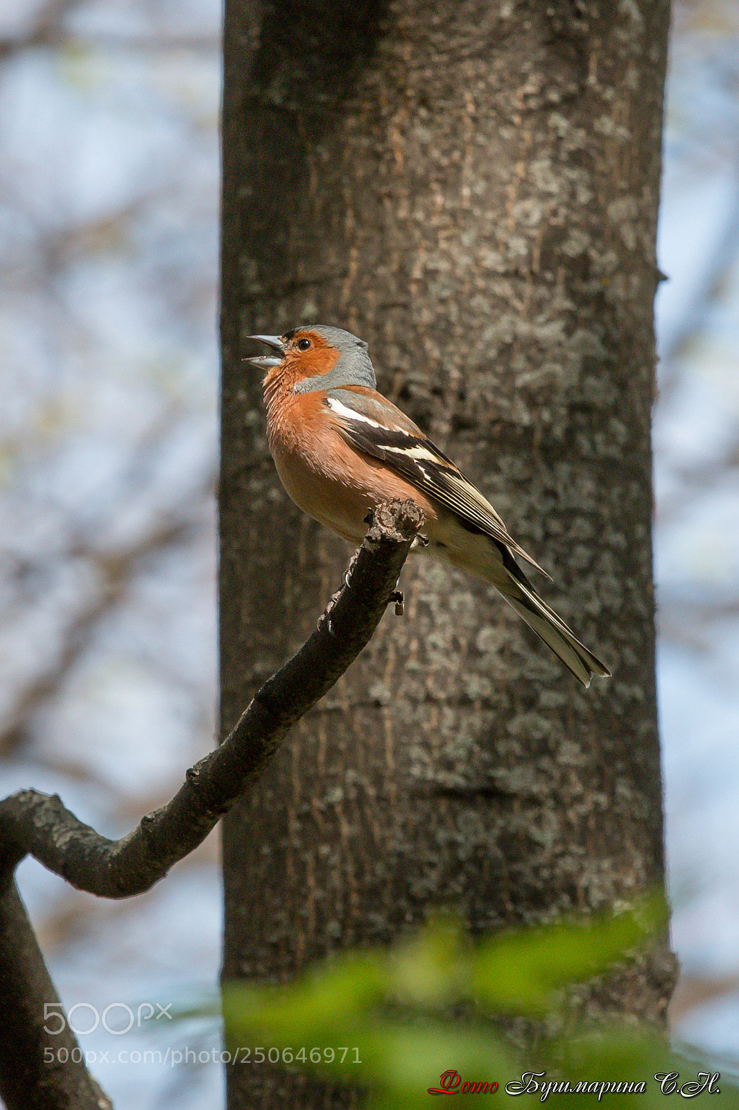 Canon EOS 70D sample photo. Зяблик photography