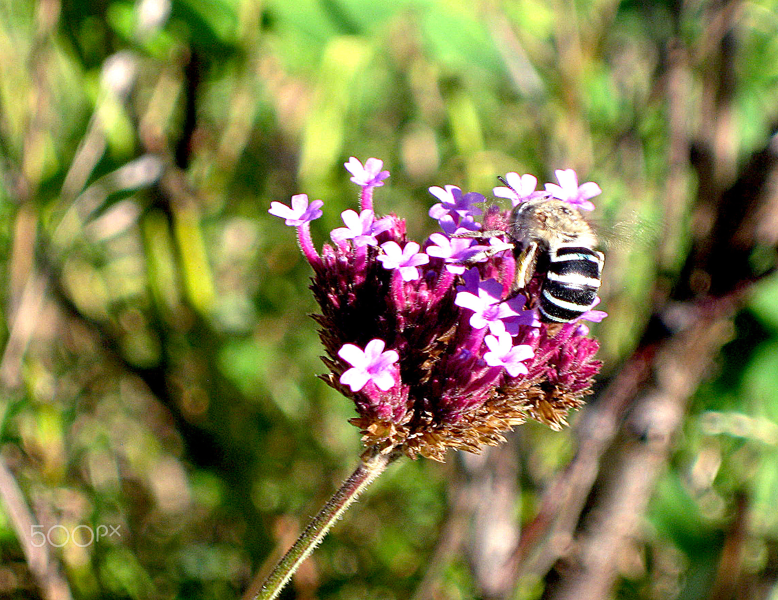Canon DIGITAL IXUS 960 IS sample photo. Blue banded bee photography