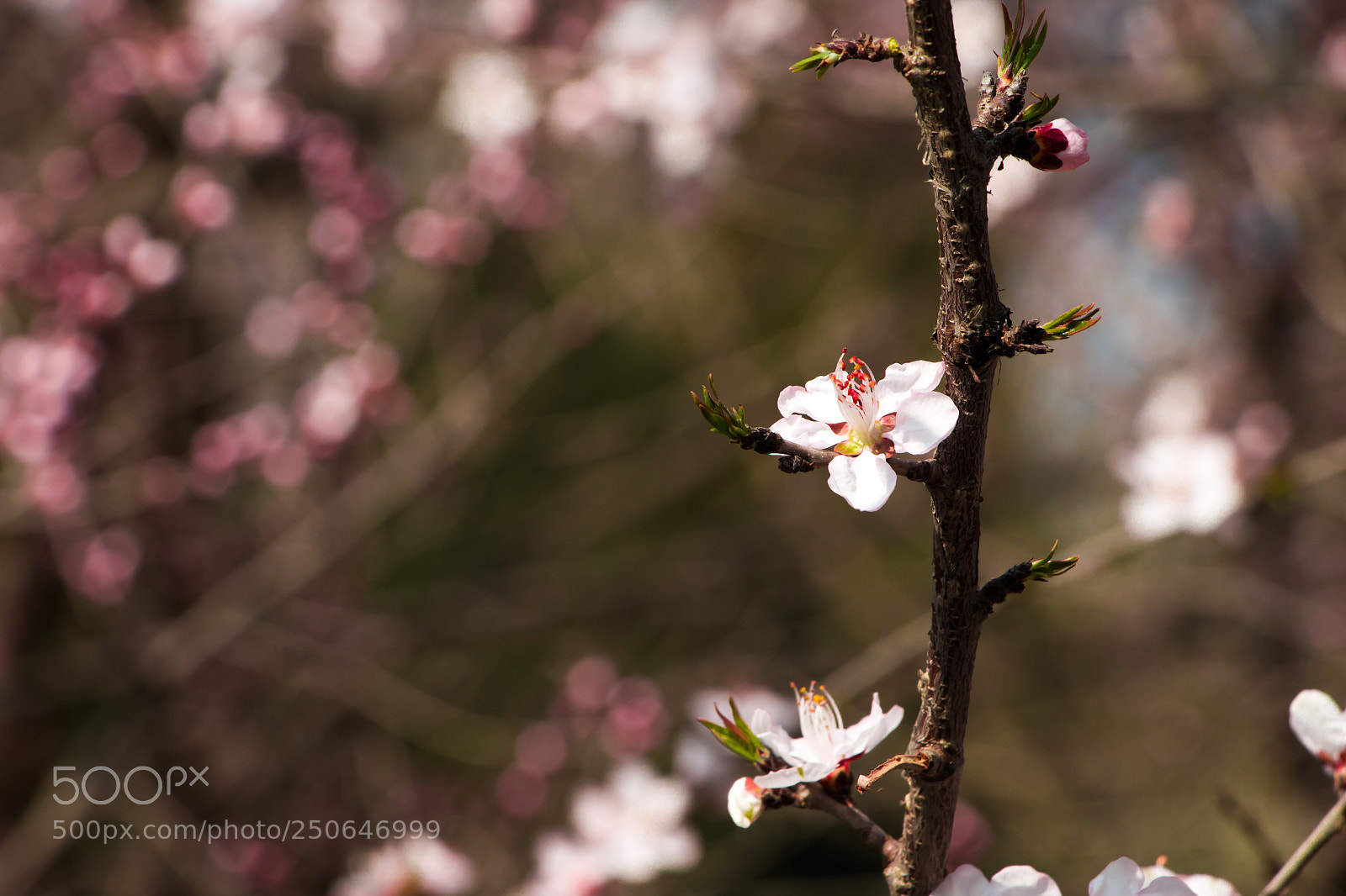 Canon EOS 70D sample photo. The pink and white.jpg photography